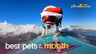 Best Pets of the Month (March 2021) | The Pet Collective