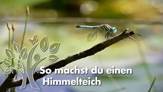 Tümpel als Kleinlebensräume für Insekten