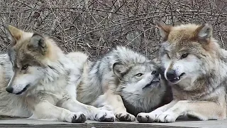 Wolf Mom Puts Up With Her Fierce And Feisty Daughters