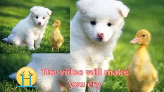 Animals have emotions like human | Make u cry #shorts #dog #duck