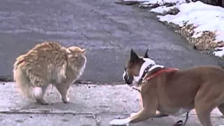 Brave chat contre chien !