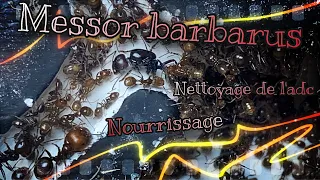 Entretien de mes Messor barbarus