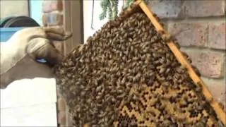 Observation Beehive Update #5. They Want to Swarm.