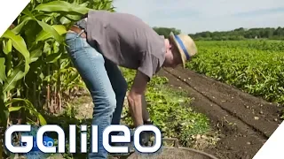 Der harte Alltag eines Bauerns | Galileo | ProSieben