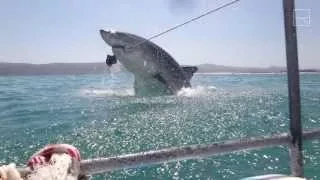 A Great White Shark Breached & Just Missed Us!