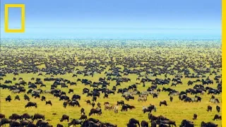 L'impressionnant parc national du Serengeti en Tanzanie
