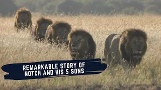 RISE AND FALL OF NOTCH COALITION OF MALE LIONS - THE NOTCH COALITION MINI DOCUMENTARY