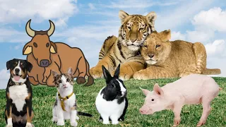 Farm animals, animal sounds: cow, dog, cat, chicken, pig,...