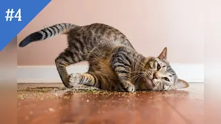 #4 СМЕШНЫЕ ВИДЕО 2020/Я РЖАЛ ПОЛЧАСА/СМЕШНЫЕ ЖИВОТНЫЕ /FUNNY CATS/귀여운 고양이」웃지 않으려 노력하십시오 가장 웃긴 고양이 영화