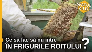 Ce sa fac sa nu intre in frigurile roitului?