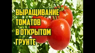 ВЫРАЩИВАНИЕ ТОМАТОВ В ОТКРЫТОМ ГРУНТЕ / ПОМИДОРЫ ОТ ВЫСАДКИ ДО СБОРА УРОЖАЯ