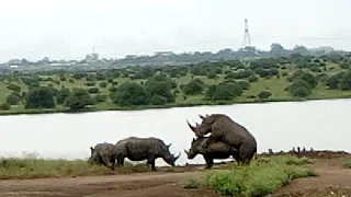 Rhinos mating at Nairobi national park