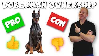 Doberman Pinscher Pros and Cons - From an ACTUAL Owner