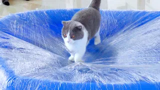 Can Cats Walk On Cling Wrap Floor? | Compilation