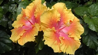 Care and Culture of Hibiscus
