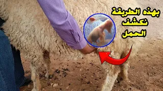 Do you know how pregnancy is detected and detected in sheep.. ؟See these ways to be an expert 💯 👍