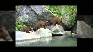 Redoubt Bay Lodge - Bear Viewing