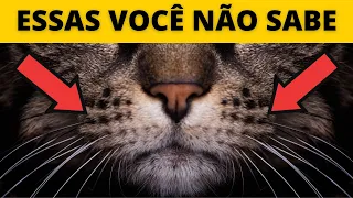 10 Curiosidades INCRÍVEIS sobre Gatos