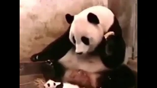 Then you know why panda are endangered