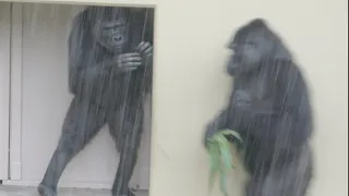 Mother gorilla rushes to her daughter who is frightened by heavy rain / Ai and Annie