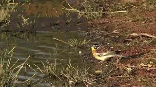 WildEarth - Sunrise Safari - 17 June 2020