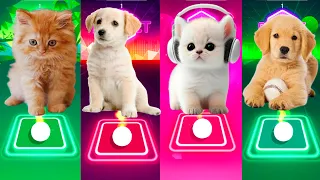 CUTE CAT AARON SMITH DANCIN VS CUTE DOG VS CUTE CAT LADY GAGA BLOODY MARY VS CUTE DOG MAROON 5 SUGAR