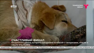 Бездомного щенка, которого накормили колбасой с саморезами, спасли и нашли ему хозяев | Тюмень