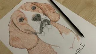 Рисуем собаку Бигля поэтапно карандашом / Beagle dog easy drawing