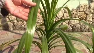 Yellow spots on the leaves of pandanus! Take urgent action