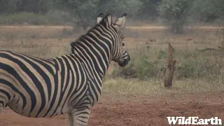 WildEarth - Sunrise Safari - 05 June 2023