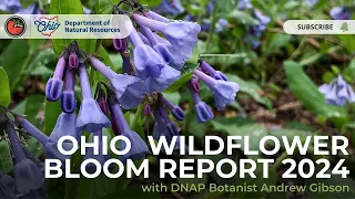 Ohio Wildflower Bloom Report 2024