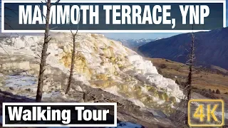 4K Yellowstone Walks: Mammoth Hot Springs at Dawn - Yellowstone Virtual Walk Walking Treadmill Video