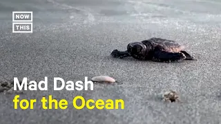 Sea Turtle Hatchlings Make Mad Dash for Ocean in South Carolina