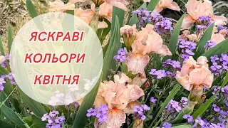 Квітнева прогулянка дачею! Розквітли всі тюльпани! Квітують флокси, іриси та обрієта!