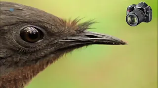 Lirogon - niesamowity ptak