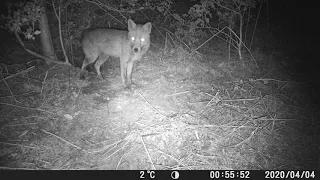 Camera Trap Footage - Red fox (Vulpes vulpes)