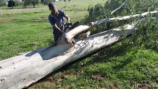 Stihl 382 derrubando eucalipto pra serra caseiro pensa num tombo dessa árvore