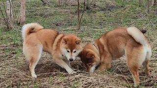 Ну мышки  берегитесь!!! Мои малышки на охоте 🤣😍😘 #animal #cutedog #dog #doglover #shiba