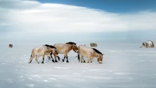 Once extinct, world's last wild horse returns to Russian steppes