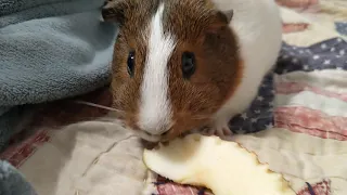 Tiny Eating An Apple