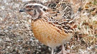 Common quail mp3 spashall awaz. 2023 l. Quail sound l batair hunting, birds king kpk,