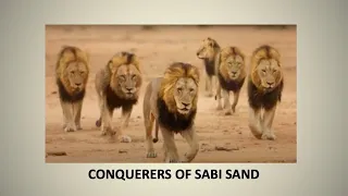 THE MAPOGO STORY : Six Lion Brothers conquer Sabi Sand