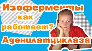 Ферменты-2/аденилатциклазная система/регуляция активности/ингибирование