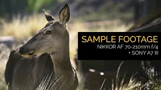 Nikon 70-210mm f/4 AF Lens - Sample Footage