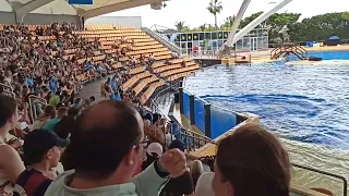 orcas en Tenerife Loro Parque (2) 09 05 2024