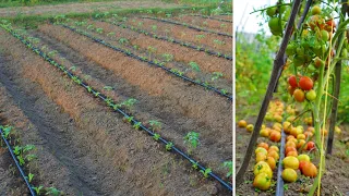 Growing Tomatoes in the Dry Season: The Secret to Effective Drip Irrigation