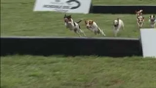 2013 IDC Eastern Regionals - Jack Russell Hurdle Racing