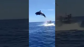 Orca Knocks Shark Into Boat and is Body Slammed by a Whale (Funny Edit) #shorts