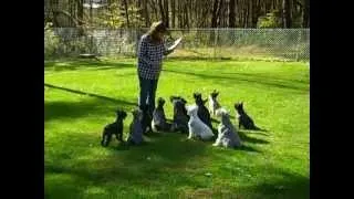 SCHNAUZER DOG TRAINING EXERCISE