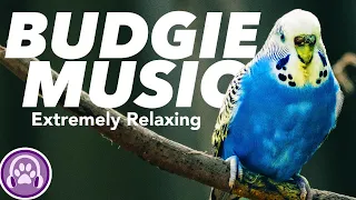 Budgie Music - Instantly Make your Budgie happy and relaxed! 🦜